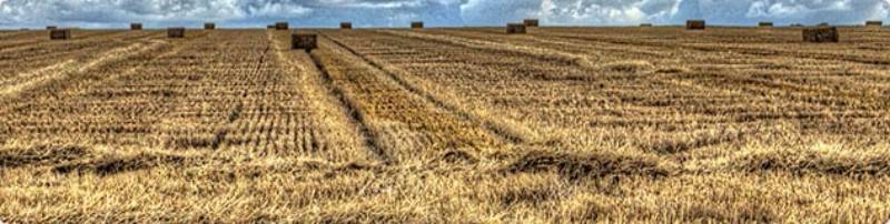 trading de agricultura